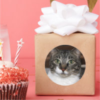 Chat Tigre Vous Regardant Photographie D'animal De