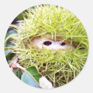 Sticker Rond Châtaigne