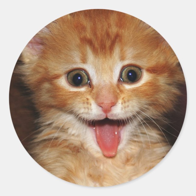 Sticker Rond chaton pêche (Devant)