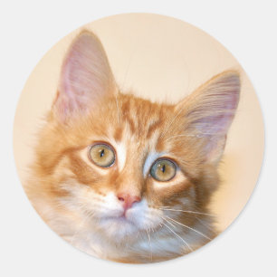 Sticker Rond Chaton tigré orange