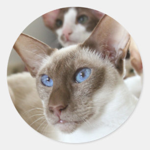 Sticker Rond Chats siamois Animaux de compagnie Animaux