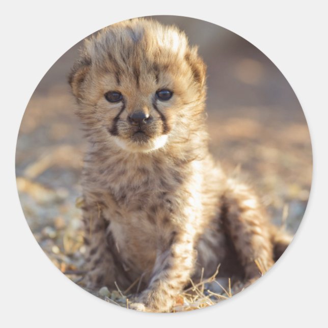 Sticker Rond Cheetah 19 jours bébé mâle (Devant)