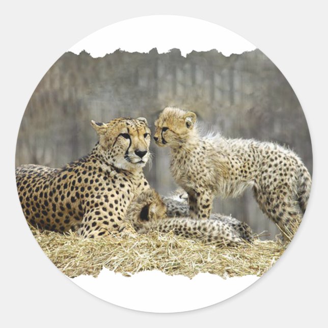 Sticker Rond Cheetah-a-Cubs (Devant)