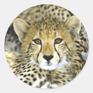 Sticker Rond Cheetah Cub 2