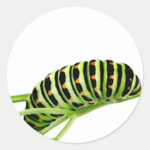 Sticker Rond chenille Swallowtail