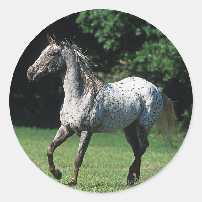 Sticker Rond Cheval Appaloosa 2 (Devant)