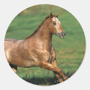 Sticker Rond Cheval Appaloosa courant dans le champ de Grassy