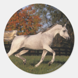 Sticker Rond Cheval arabe : Automne 2