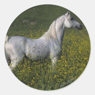 Sticker Rond Cheval arabe debout en fleurs