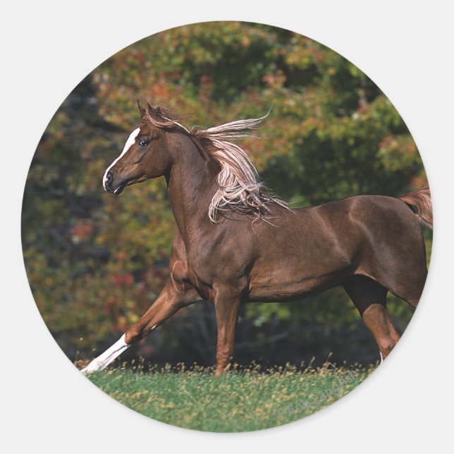 Sticker Rond Cheval arabe en campagne de graminées (Devant)