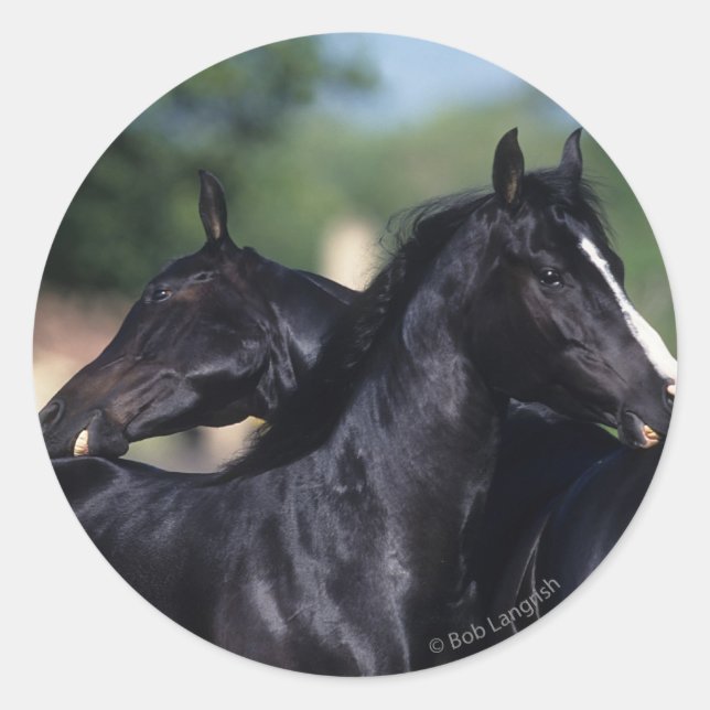 Sticker Rond Cheval Arabe qui s'écroule (Devant)
