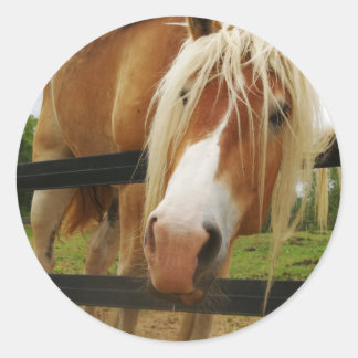 Sticker Rond Cheval Belge, Vous Avez Des Carottes ?