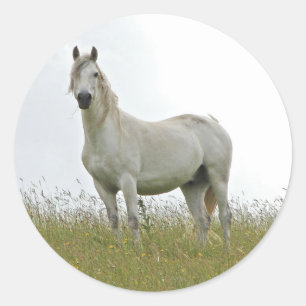 Sticker Rond Cheval blanc