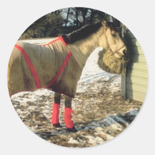 Sticker Rond Cheval blanchi en hiver