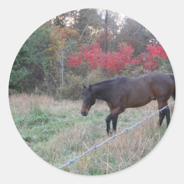 Sticker Rond Cheval Brown dans les arbres d'automne rouges (Devant)