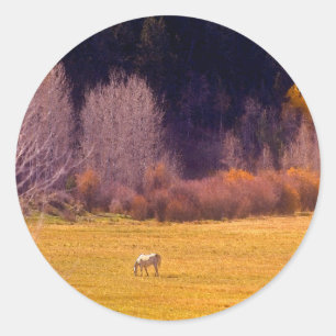 Sticker Rond Cheval dans l'automne I