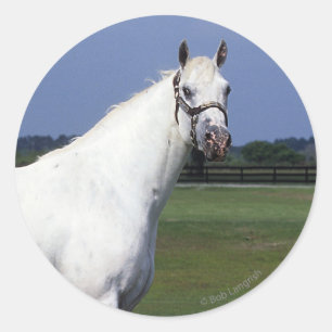 Sticker Rond Cheval d'Appaloosa