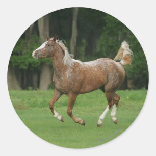Sticker Rond Cheval de l'Appaloosa
