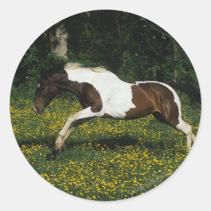 Sticker Rond Cheval de peinture courant dans le champ de fleurs