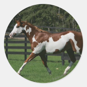 Sticker Rond Cheval de peinture en marche 1