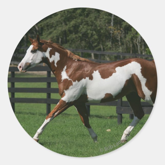Sticker Rond Cheval de peinture en marche 1 (Devant)