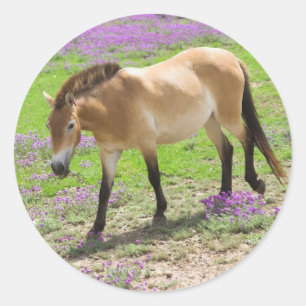 Sticker Rond Cheval de Przewalski