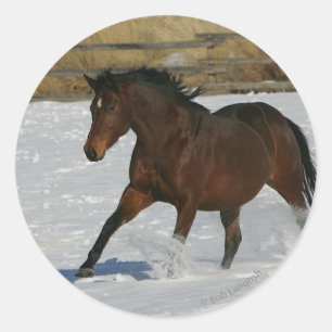 Sticker Rond Cheval de pur sang fonctionnant dans la neige