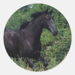 Sticker Rond Cheval de race Thoroughbred coule dans l'herbe