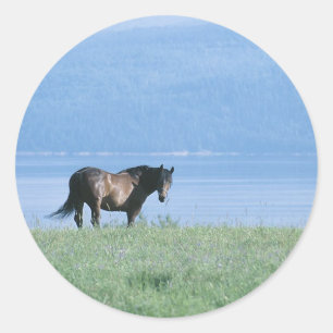 Sticker Rond Cheval, lac et paysage de montagne