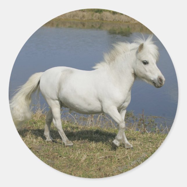 Sticker Rond Cheval Miniature Courant Près De L'Eau (Devant)