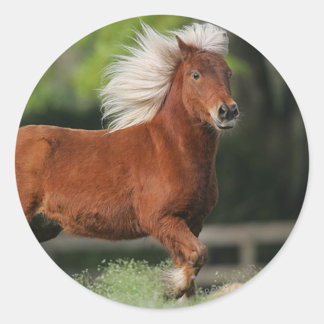 Sticker Rond Cheval miniature debout (Devant)