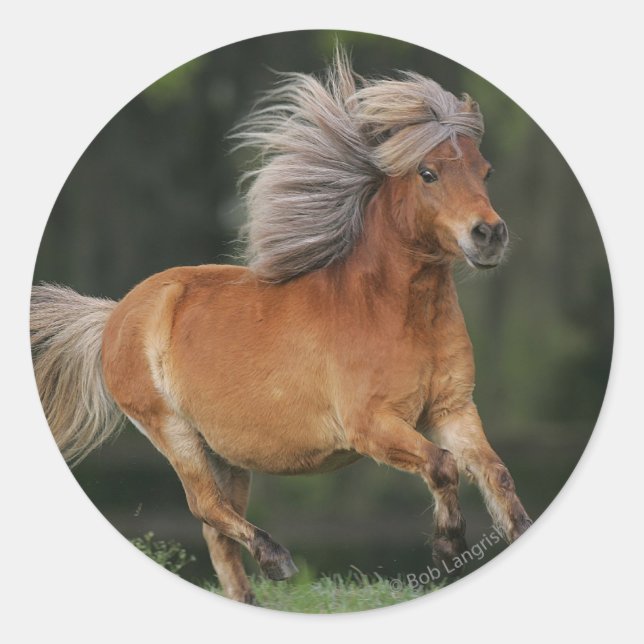 Sticker Rond Cheval Miniature En Course (Devant)