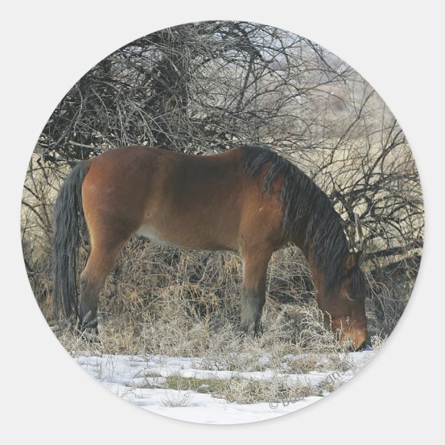 Sticker Rond Cheval Mustang sauvage dans la neige 1 (Devant)