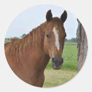 Sticker Rond Cheval près de l'arbre
