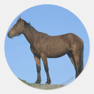 Sticker Rond Cheval sauvage Mustang