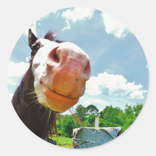 Sticker Rond Cheval souriant (Devant)