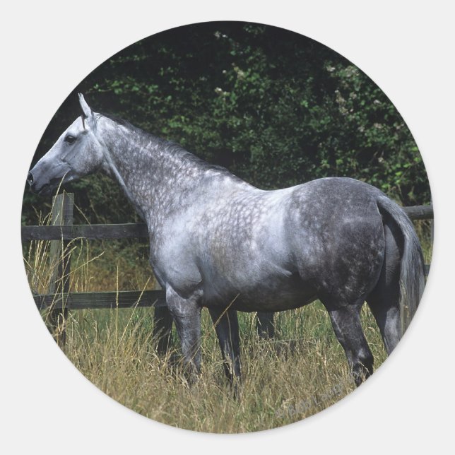 Sticker Rond Cheval Thoroughbred debout à la clôture (Devant)