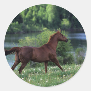 Sticker Rond Cheval Thoroughbred debout en fleurs