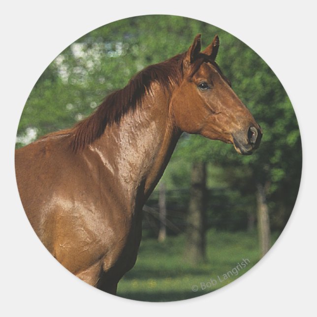 Sticker Rond Cheval Thoroughbred en Fleurs (Devant)