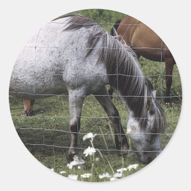 Sticker Rond Chevaux (Devant)