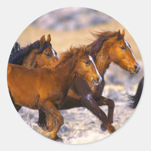 Sticker Rond Chevaux courant