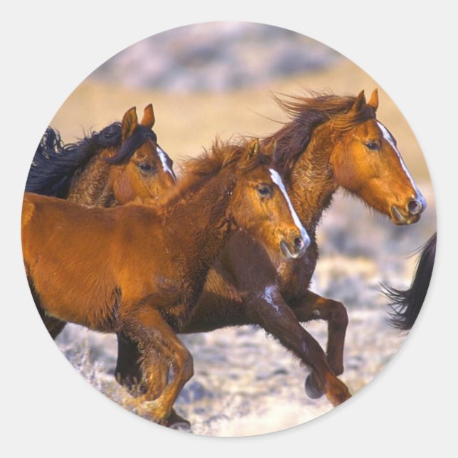 Sticker Rond Chevaux courant (Devant)