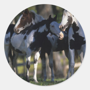 Sticker Rond Chevaux de peinture