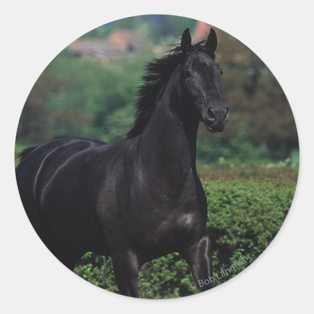 Sticker Rond Chevaux de Thoroughbred en champ de fleurs (Devant)