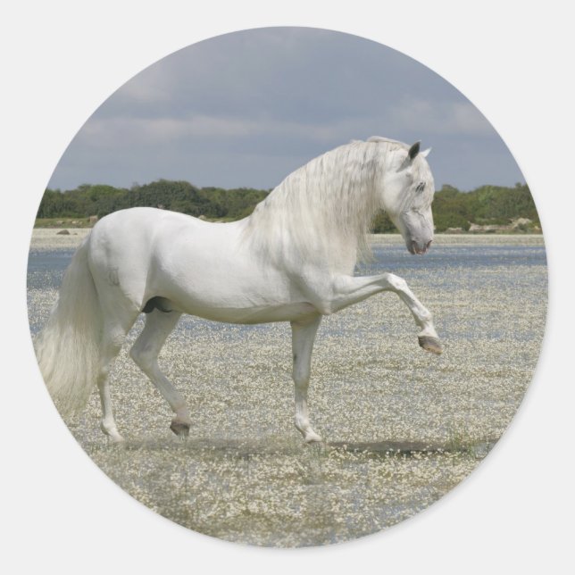 Sticker Rond Chevaux d'Imaginaire : Seigneur du lac (Devant)