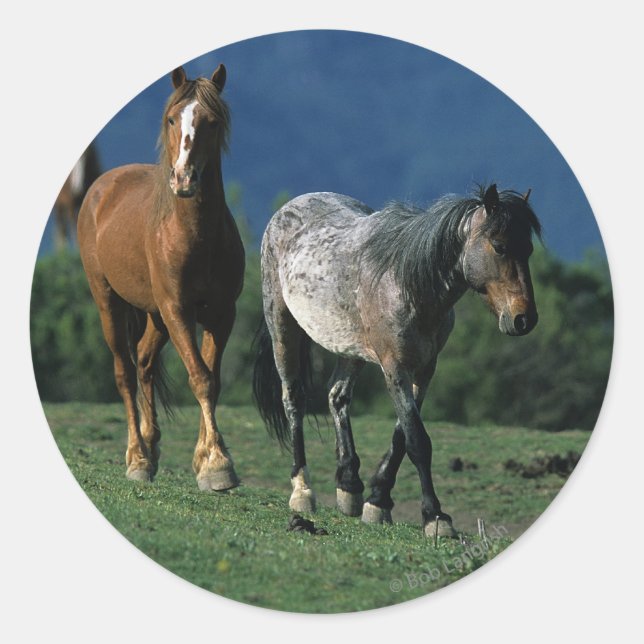 Sticker Rond Chevaux Mustang Sauvages (Devant)