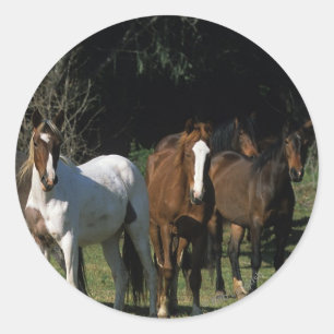 Sticker Rond Chevaux Mustang Sauvages 1