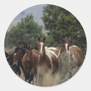 Sticker Rond Chevaux Mustang Sauvages 2
