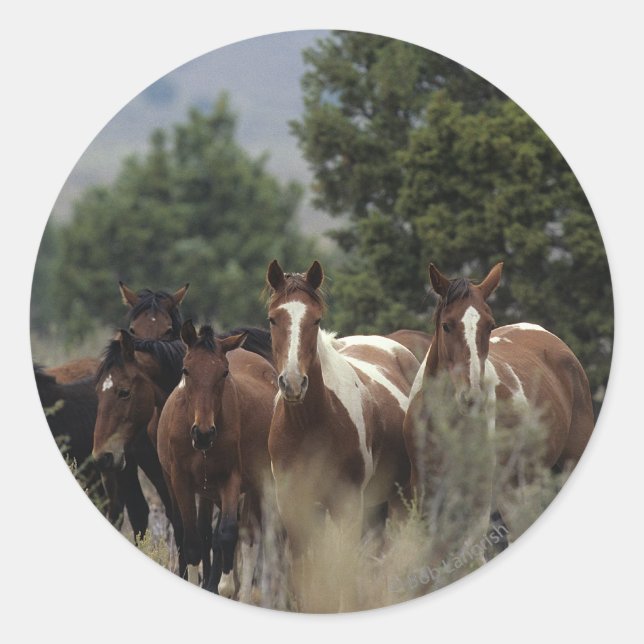 Sticker Rond Chevaux Mustang Sauvages 2 (Devant)