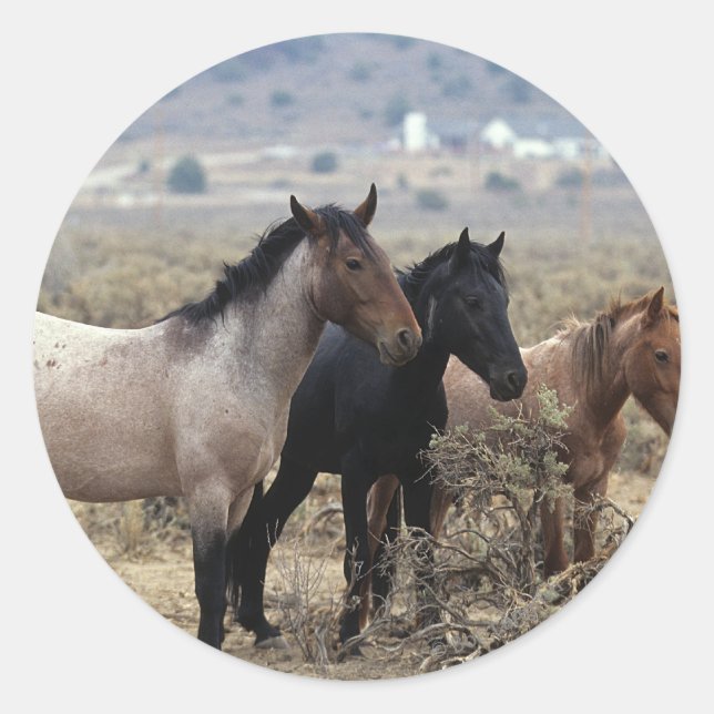 Sticker Rond Chevaux Mustang sauvages 5 (Devant)